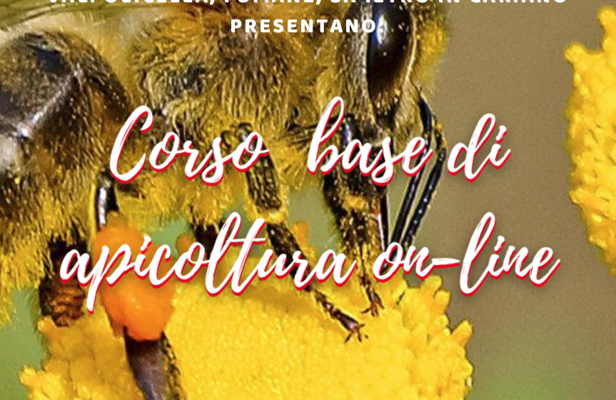Corso base di apicoltura online
