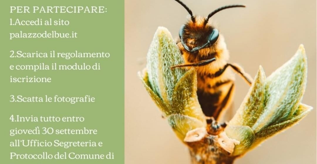 Seconda edizione del Concorso fotografico “il tempo delle Api”- Rivarolo Mantovano (MN)