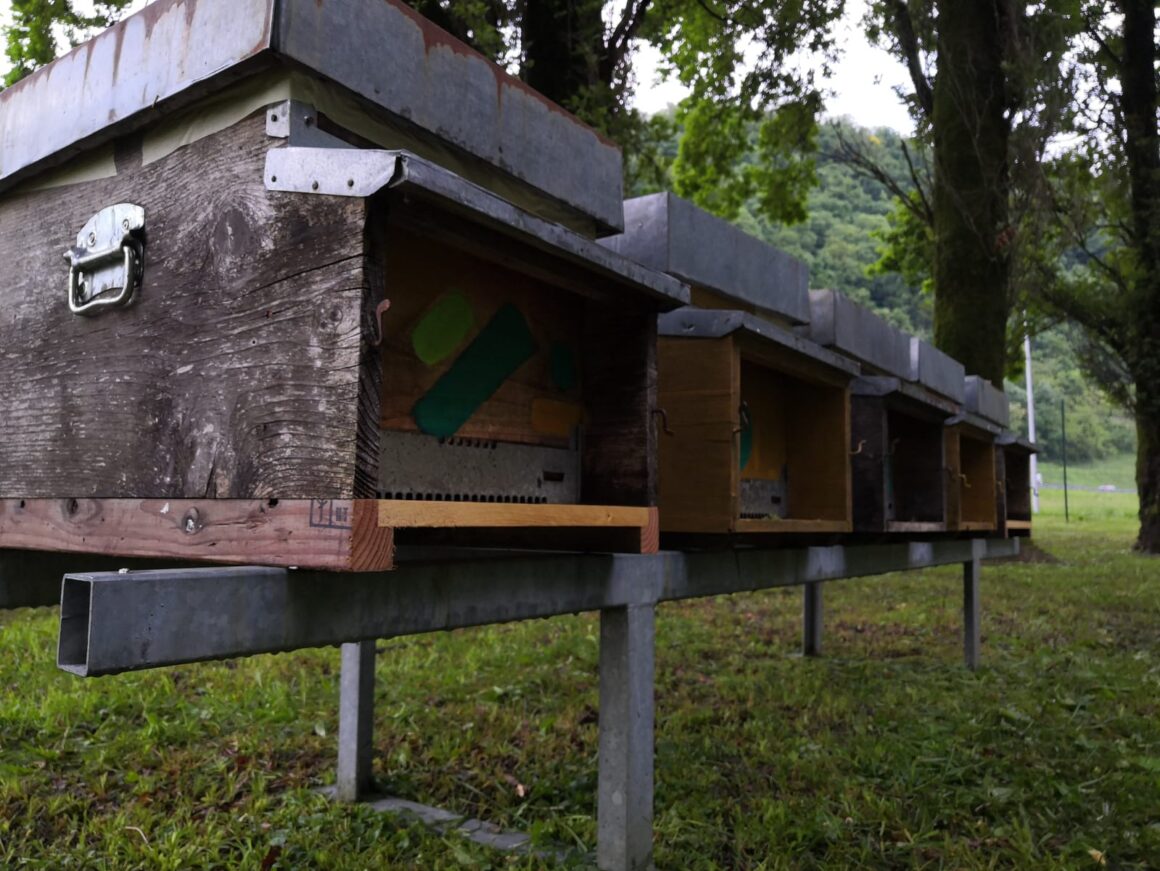 Comune di Valdagno (VI). Inaugurazione apiario didattico  in occasione della Giornata internazionale dell’ape 2021