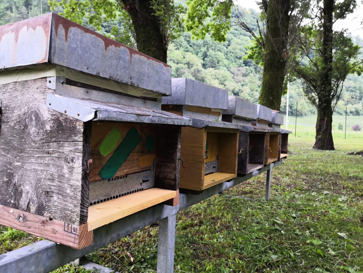 Comune di Valdagno (VI). Inaugurazione apiario didattico  in occasione della Giornata internazionale dell’ape 2021