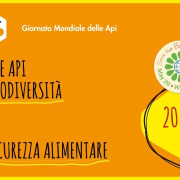 Giornata mondiale delle api 2022, perché e come possiamo proteggere gli impollinatori